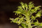 Green adder's-mouth orchid